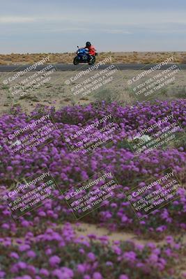 media/Jan-14-2023-SoCal Trackdays (Sat) [[497694156f]]/Turn 14 Exit Bloomig (145pm)/